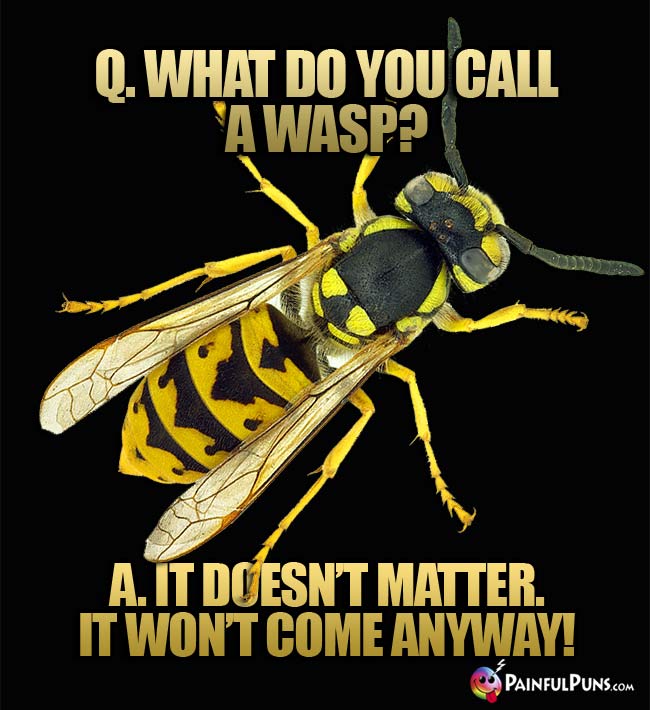 Q. What do you call a wasp? a. It doesn't matter, it won't come anyway!