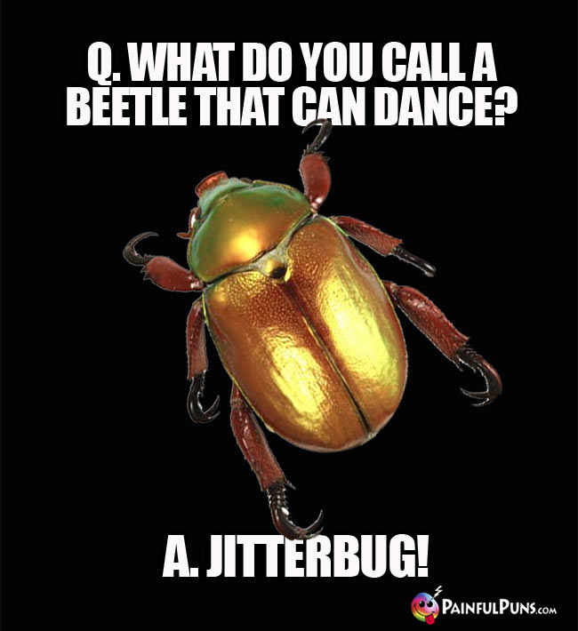 Q. What do you call a beetle that can dance? a. Jitterbug!