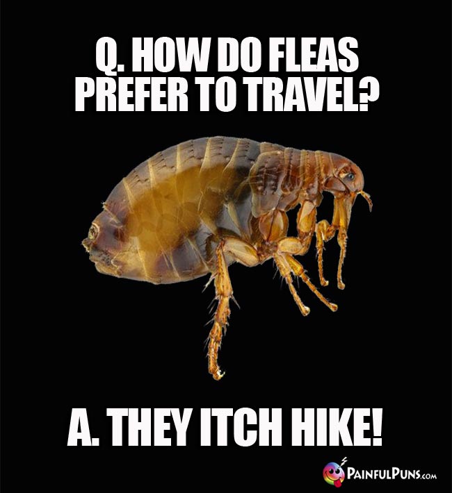 Q. How do fleas prefer to travek? A. They itch hike!