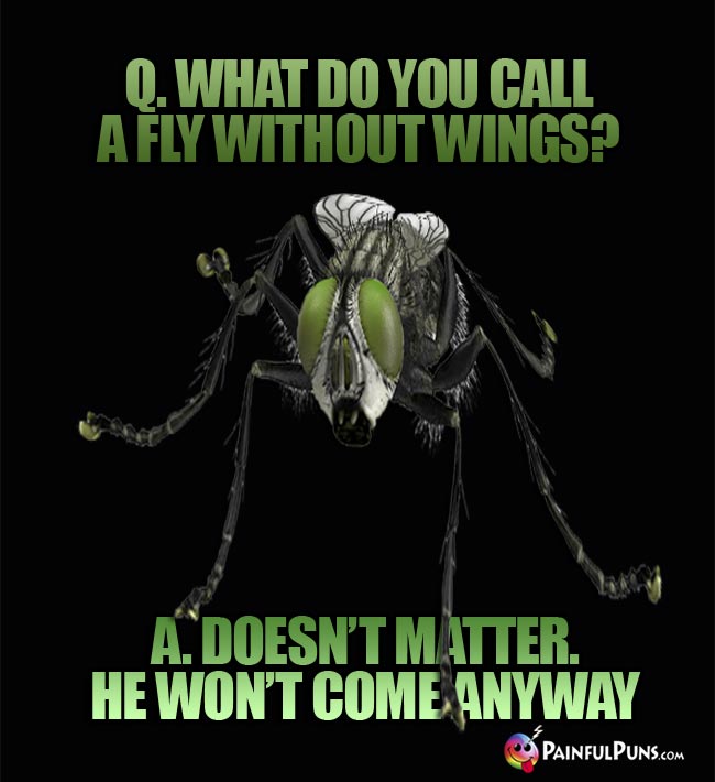 Q. What do you call a fly without wings? A. Doesn't matter, he won't come anyway.