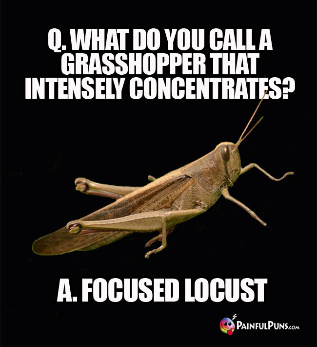 Q. What do you call a grasshopper that intensely concentrates? a. Focused Locust.