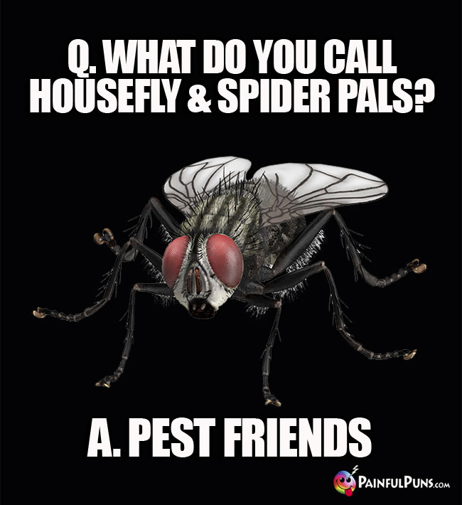 Q. What do you call housefly and spider pals? A. Pest Friends.