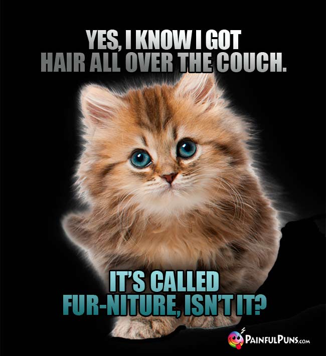 Yes, I know I got hair all over the couch. It's called fur-niture, isn't it?