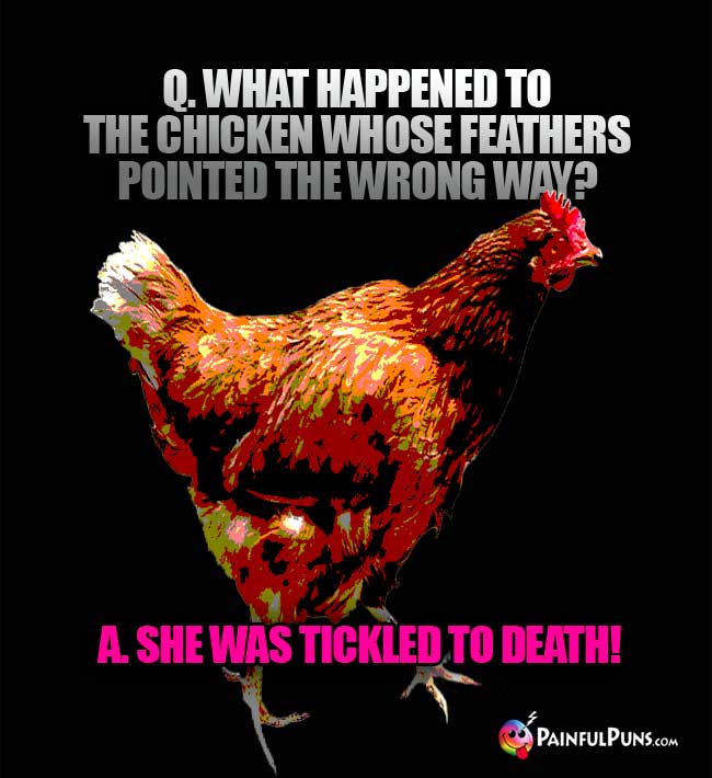 Q. What happened to the chicken whose feathers pointed the wrong way? A. She was tickled to death!