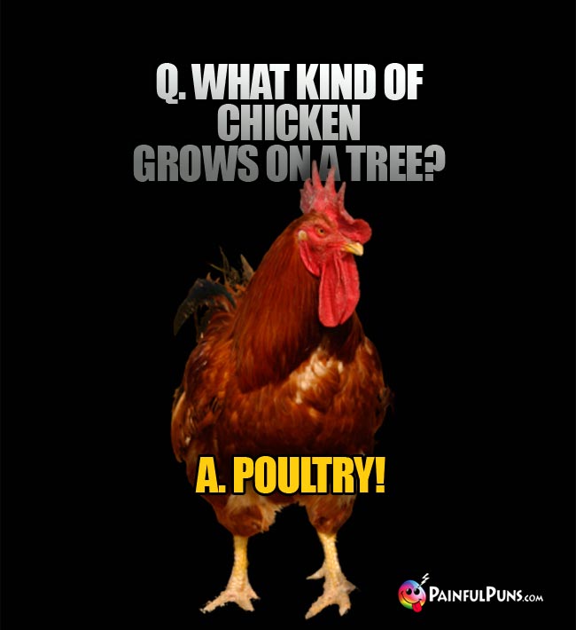 Q. What kind of chicken grows on a tree? A. Poultry!