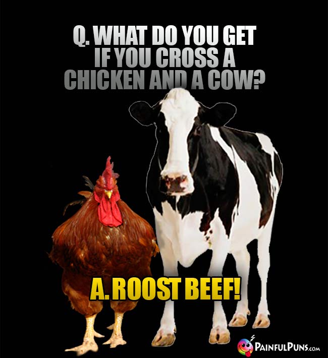 Q. What do you get if you cross a chicken and a cow? A. Roost Beef!