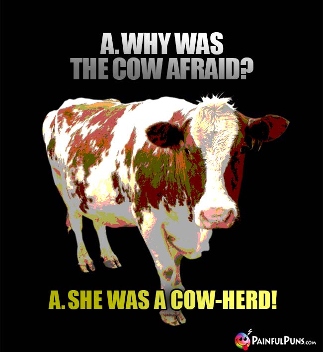 Q. Why was the cow afraid? A. She was a cow-herd!