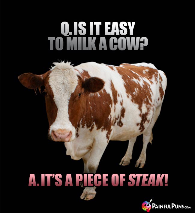 Q. Is t easy to ilk a cow? A. It's a piece of steak!