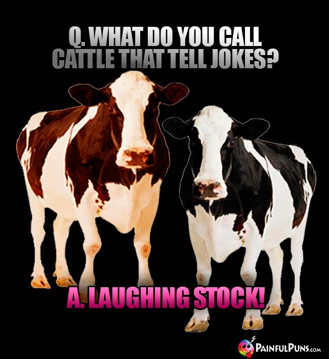 Q. What do you call cattle that tell jokes? A. Laughing stock!