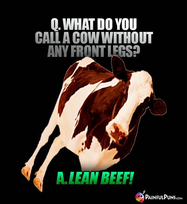Q. What do you call a cow without any front legs? A. Lean beef!