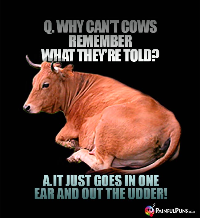 Q. Why can't cows remember what they're told? A. It just goes in one ear and out the udder!