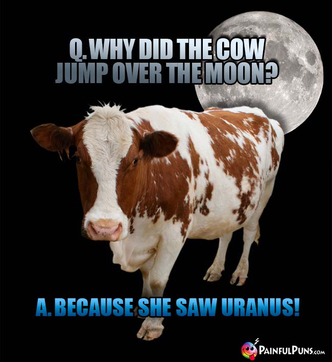 Q. Why did the cow jump over the moon? A. Because she saw Uranus!