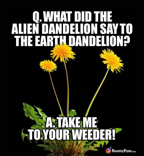 Q. What did the alien dandelion say to the earth dandelion? A. Take Me To Your Weeder!