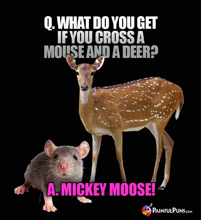 Q. what do you get if you cross a mouse and a deer? A. Mickey Moose!