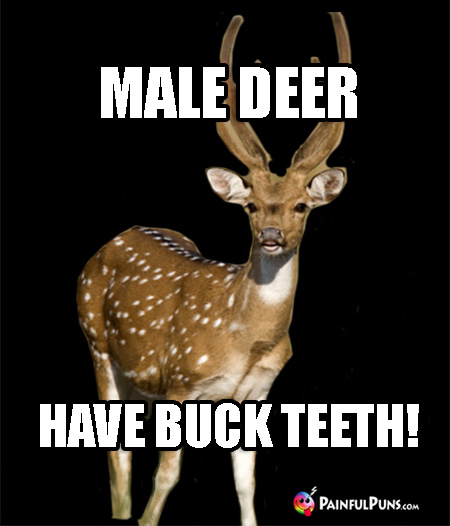 Wildlife Pun: Male deer have buck teeth!