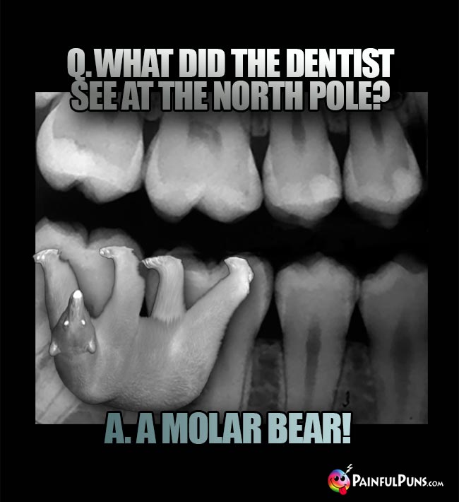 Q. What did the dentist see at the North Pole? A. A molar bear!