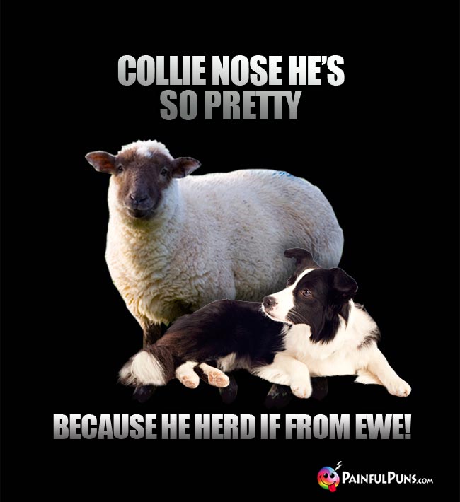 Collie nose he's so pretty because he herd it from ewe!