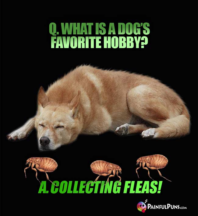 Q. What is a dog's favorite hoby? a. Collecting fleas!