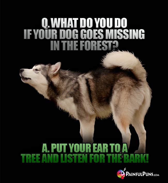 Q. What do you do if your dog goes missing in the forest? A. Put your ear to a tree and listen for the bark!