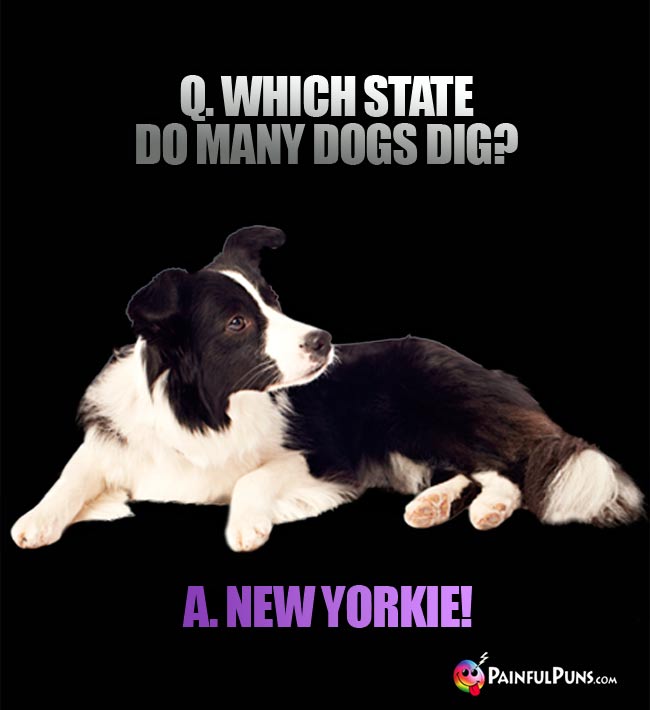Q. Which state do many dogs dig? A. New Yorkie!