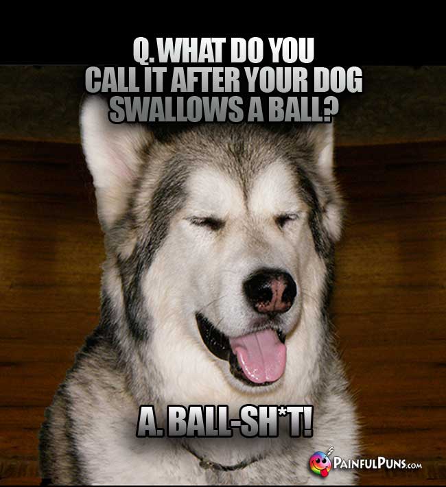 Q. What do you call it after your dog swallows a ball? a. ball-Sh*t!