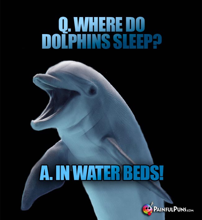 Q. Where do dolphins sleep? A. In water beds!