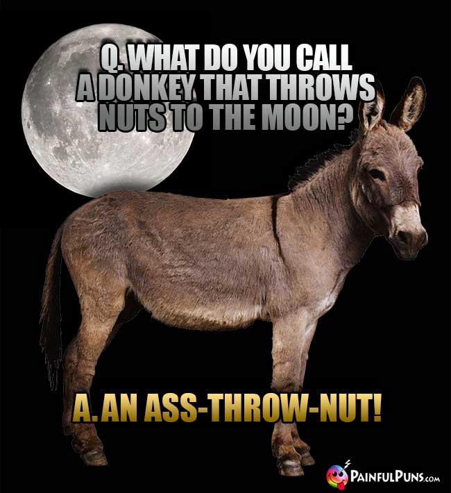 Q. What do you call a donkey that throws nuts to the moon? A. An ass-throw-nut!