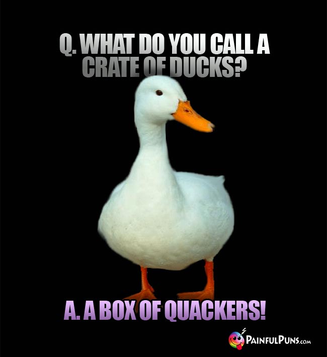 Q. What do yu call a crate of ducks? a. a box of quackers!