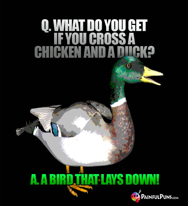 q. What do you get if you cross a chicken and a duck? A. a bird that lays down!