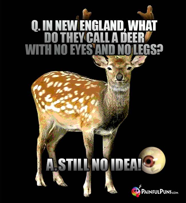 Q. In New England, what do they call a deer wit no eyes and no legs? A. Still No Idea!