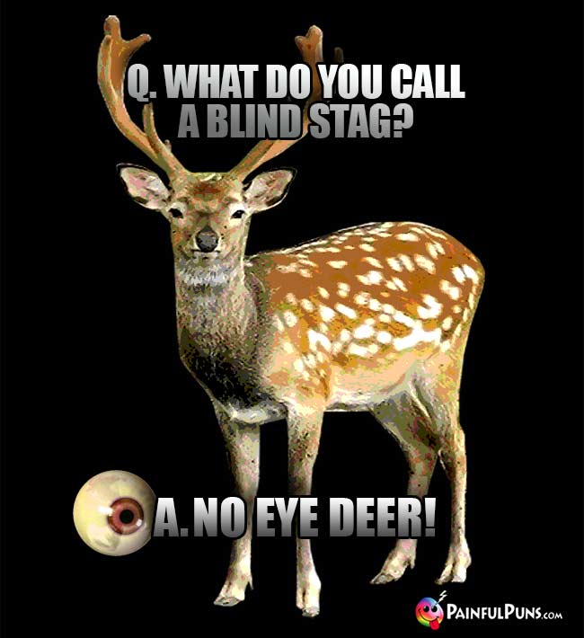 Q. What do you call a blind stag? A. No eye deer!