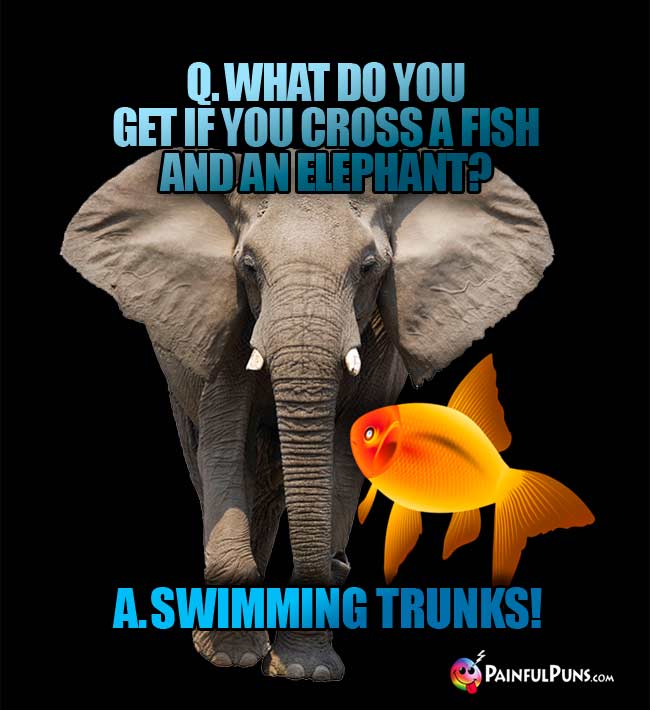 q. What do you get if you cross a fish and an elephant? A. Swimming trunks!