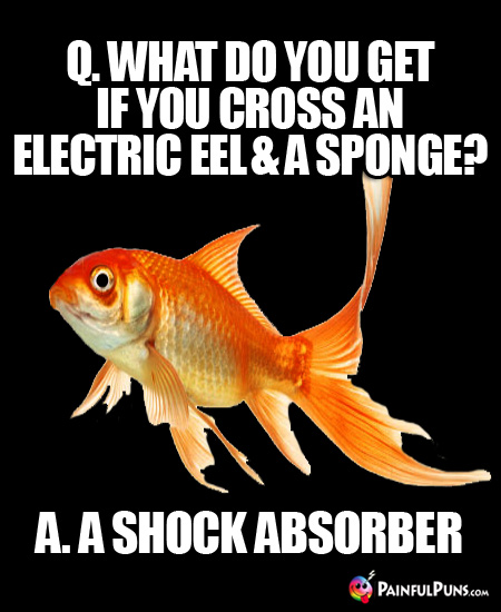 Q. What do you get if you cross an electric eel and a sponge? A. A shock absorber.