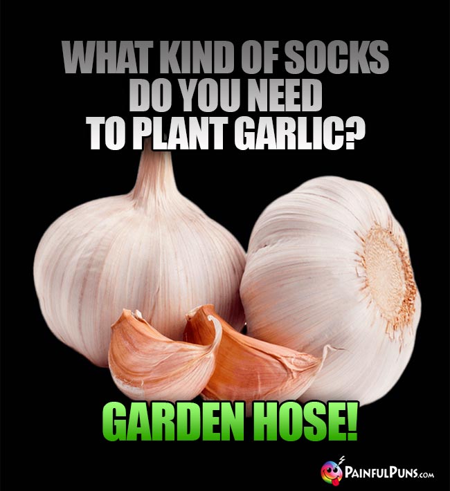What kind of socks do you need to plant garlic? Garden hose!