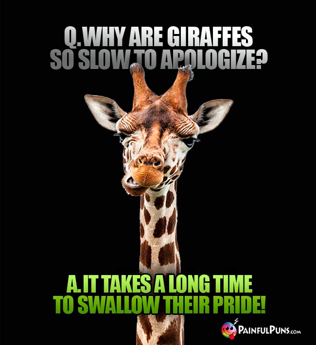 q. Why are giraffes so slow to apologize? A. It takes a long time to swallow their pride!