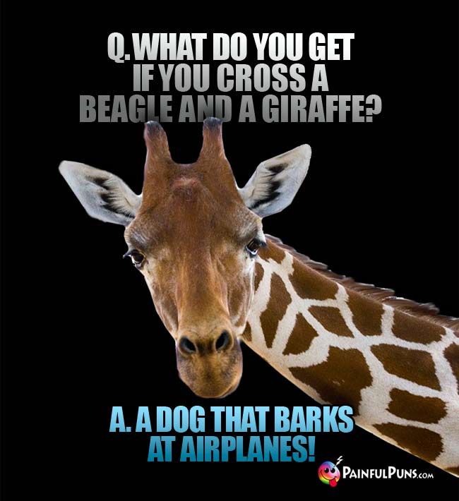 Q. What do you get if you cross a beagle and a giraffe? a. A dog that barks at airplanes!