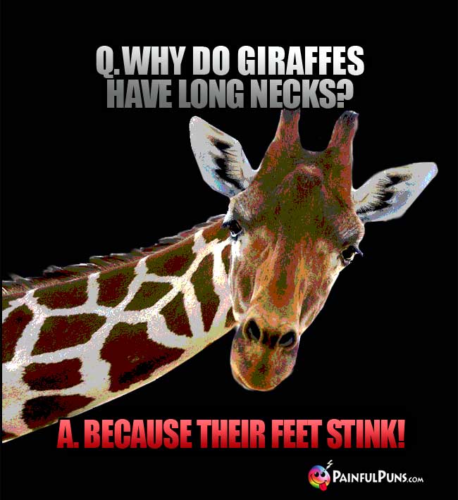 Q. Why do giraffes have long necks? A. because their feet stink!