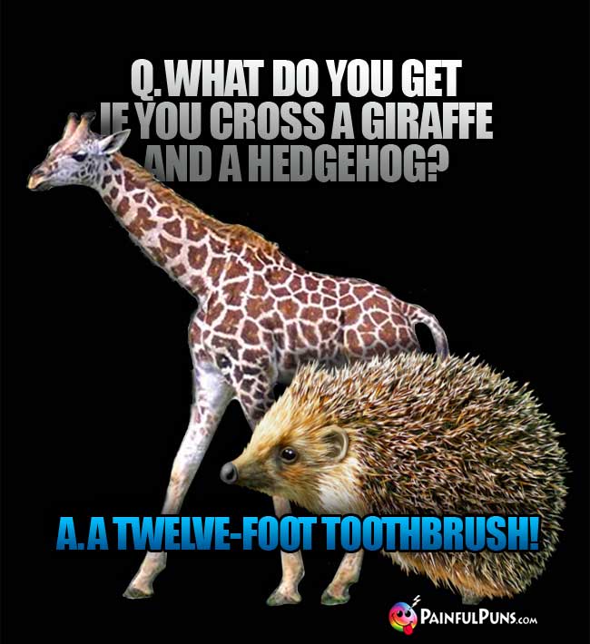 Q. What do you get if you cross a giraffe and a hedgehog? A. A Twelve-foot toothbrush!