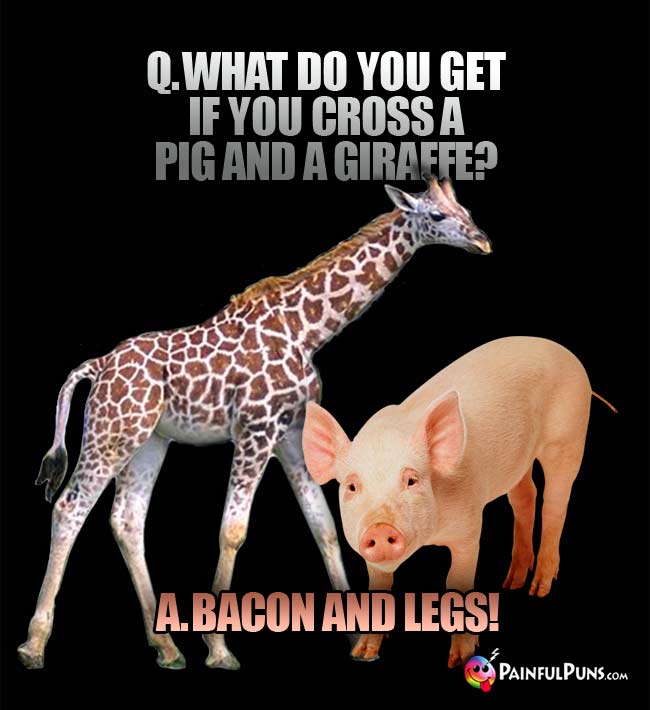 q. What do you get if you cross a pig and a giraffe? A. Bacon and Legs!