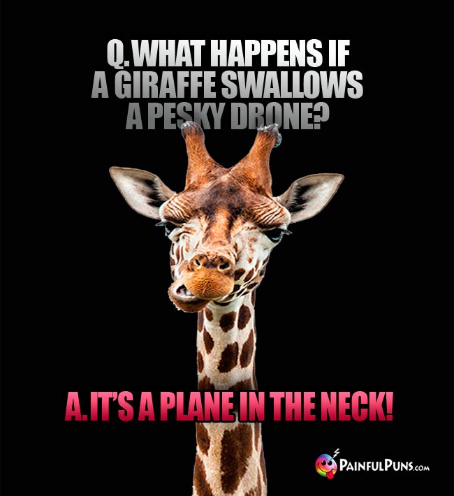 Q. What happens if a giraffe swallows a pesky drone? A. It's a plane in the neck!