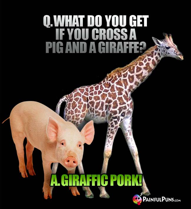 q. What do you get if you cross a pig and a giraffe? A. Giraffic Pork!