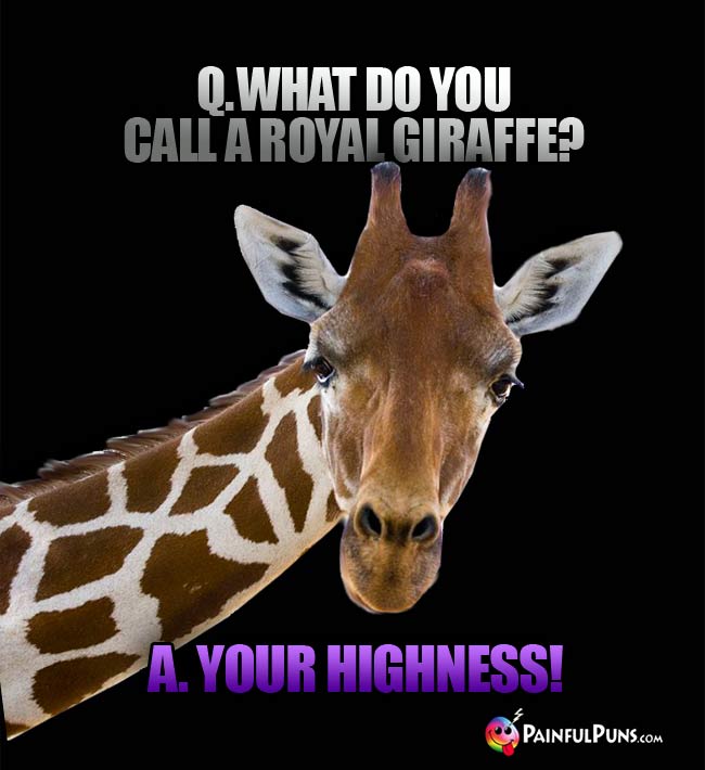 Q. What do you call a royal giraffe? a. Your Highness!