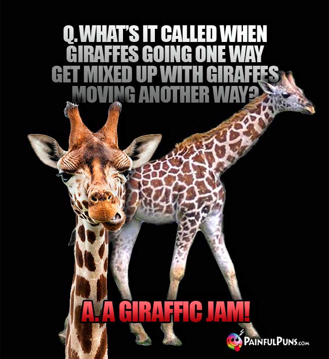 Q. What's it called when giraffes going one way get mixed up with giraffes mofing another way? a. A Giraffic  Jam!
