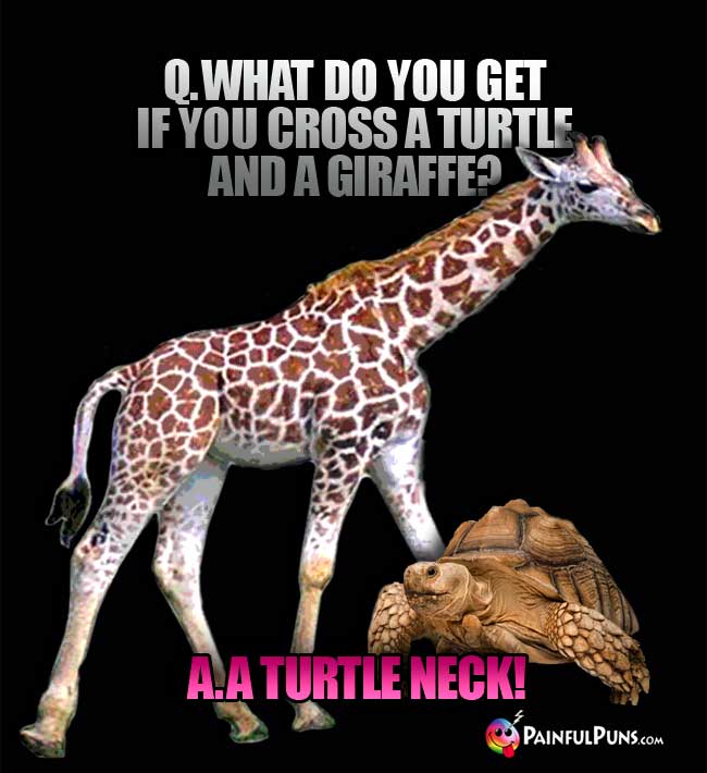 q. What do you get if you cross a turtle and a giraffe? a. A Turtle Neck!