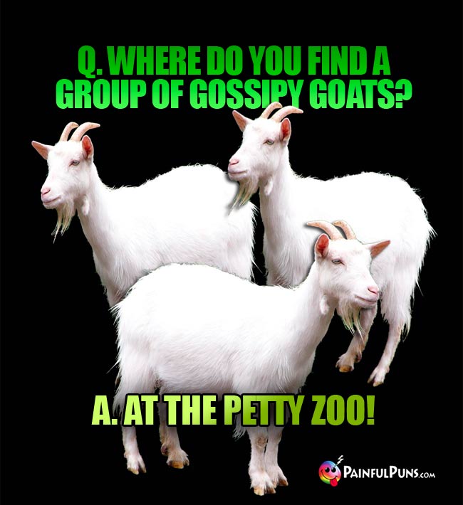 q. Where do you find a group of gossipy goats? A. At the Petty zoo!