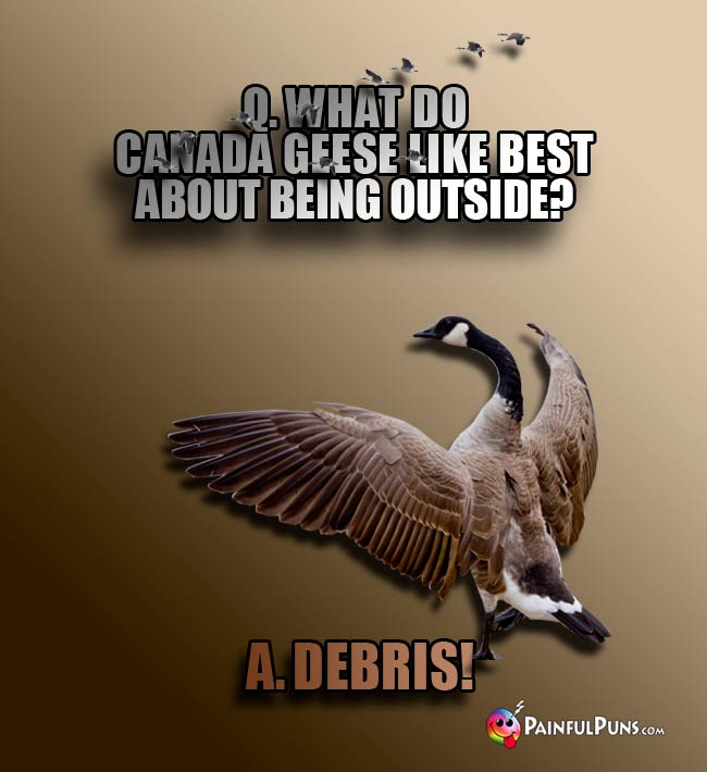 Q. what do Canada geese like best about being outside? A. Debris!