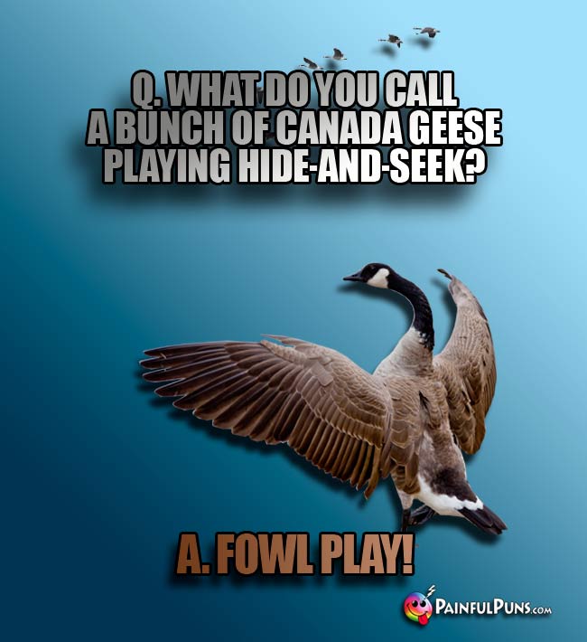 Q. What do you call a bunch of Canada geese playing hide-and-seek? a. Fowl play!