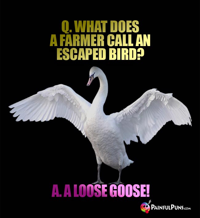 Q. What does a farmer call an escaped bird? A. A loose goose!
