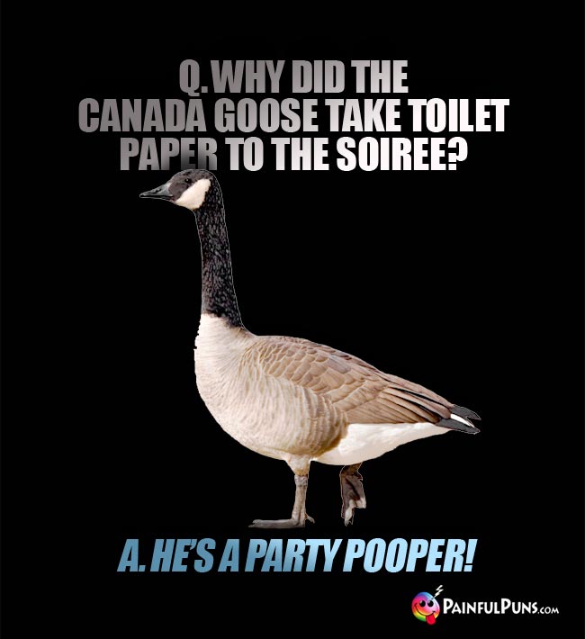 Q. Why did the Canada goose take toilet paper to the soiree? a. He's a party pooper!