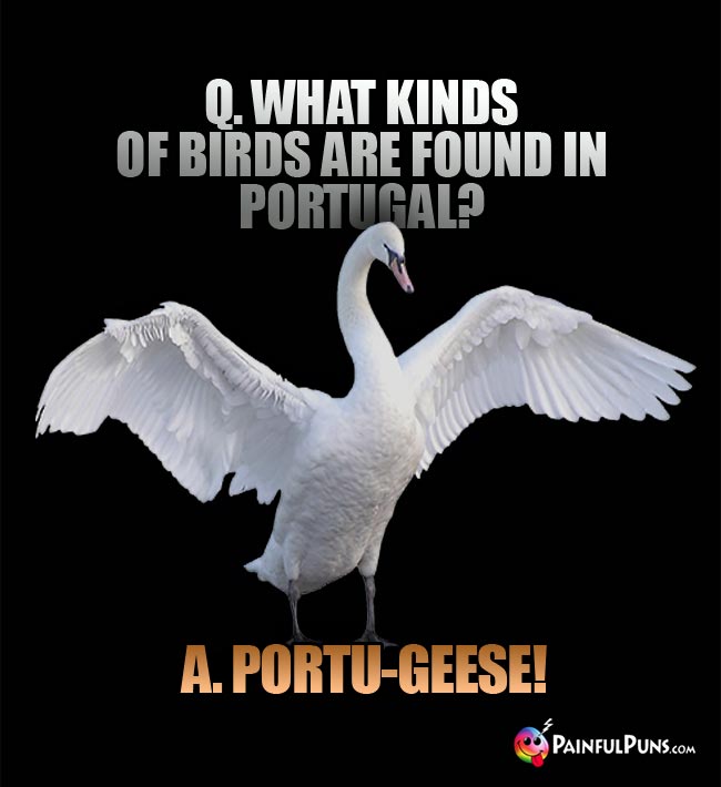 Q. What kinds of birds are found in Portugal? A. Porto-geese!